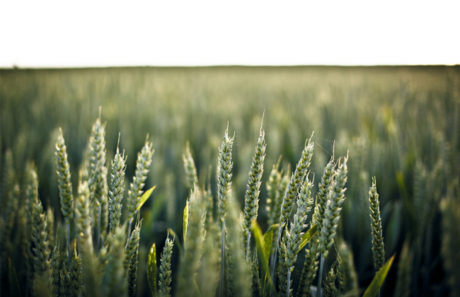 grano
