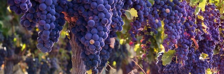 Uva per rilancio skills4wine