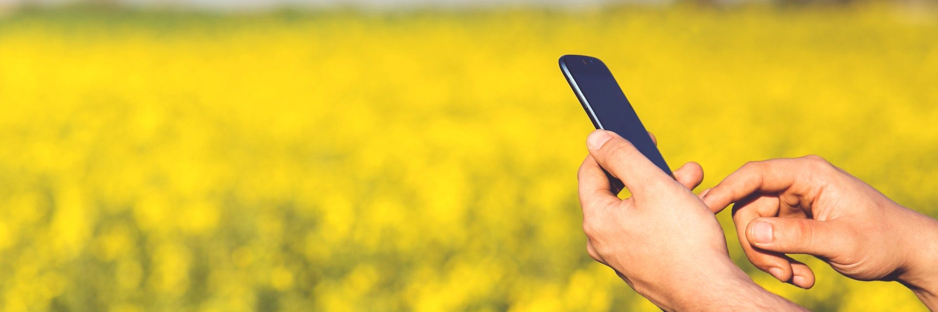 cell su campo di grano 2