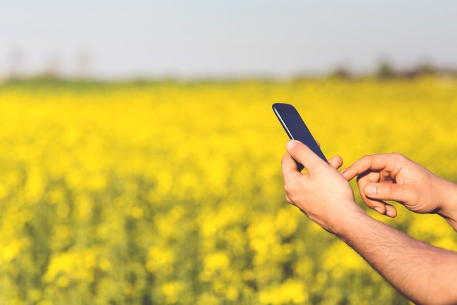 cell su campo di grano 2