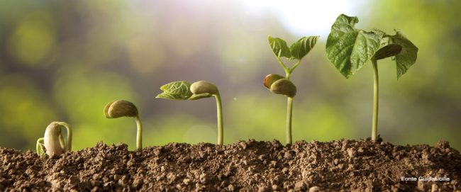 plant growing